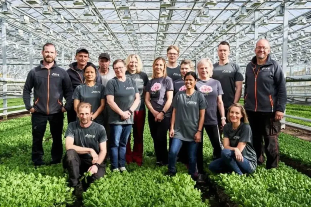 Finland Baby Spinach Production Wins National Recognition