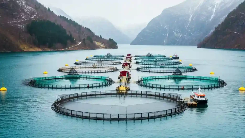 Mowi and Skretting Strengthen Aquaculture Feed Alliance