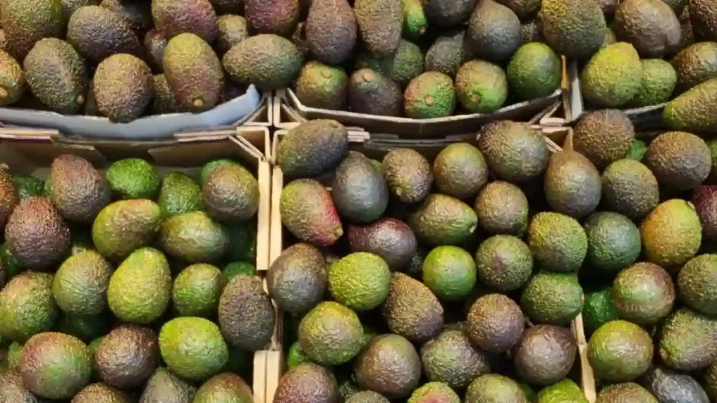 Camposol secures $400m financing to expand fresh produce output