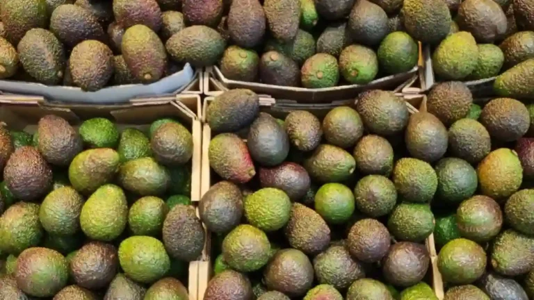 Camposol secures $400m financing to expand fresh produce output