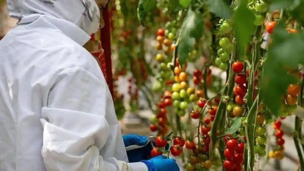 NatureSweet adds farm associates to product labels