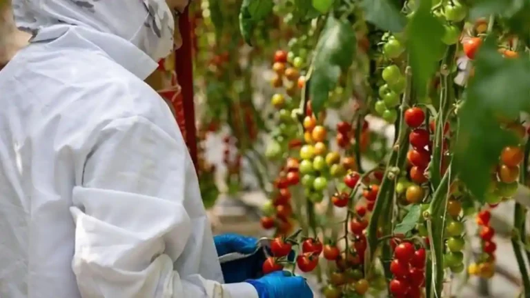 NatureSweet adds farm associates to product labels