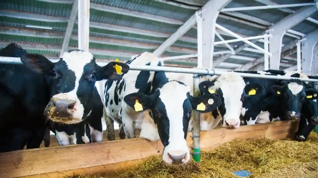 Woolworths backs methane-cutting beef trial in Australia