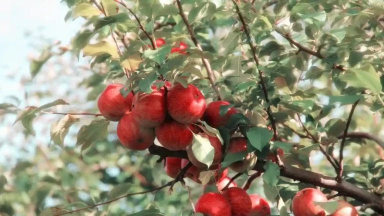 10 Fresh Produce Companies in Poland