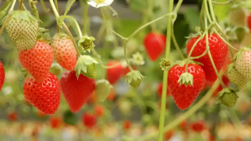 Dutch fresh produce season starts with early volumes