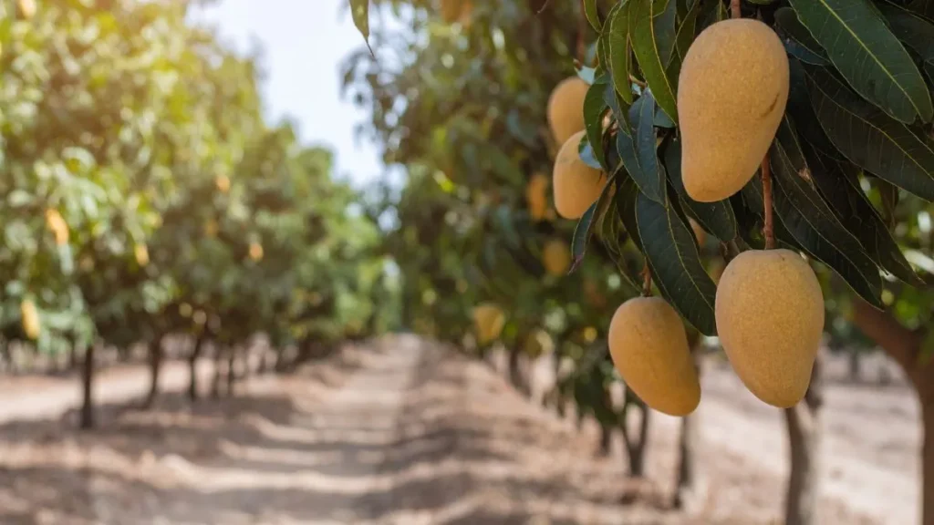 Australia mango supply hit by floods