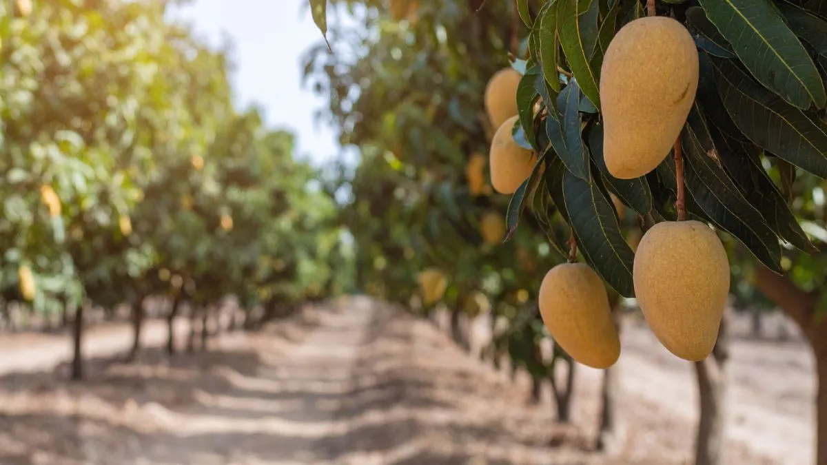 Australia mango supply hit by floods