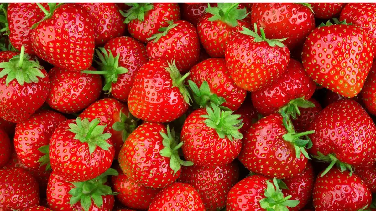 ALDI Nord Expands Regional Strawberry Supply