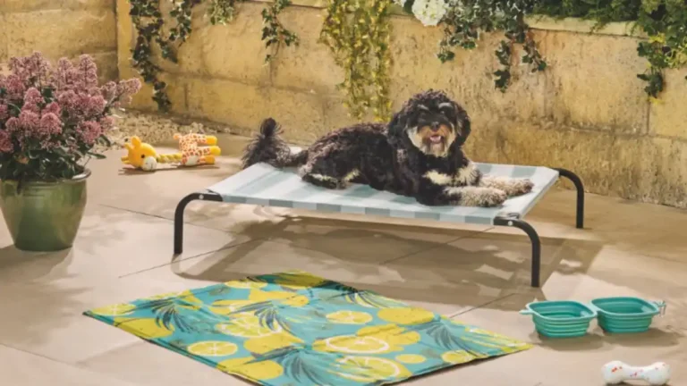 Aldi UK launches summer pet cooling range