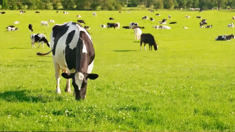 FrieslandCampina Raises Organic Milk Price for July