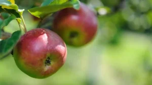 Top 10 French Apple Companies in 2026