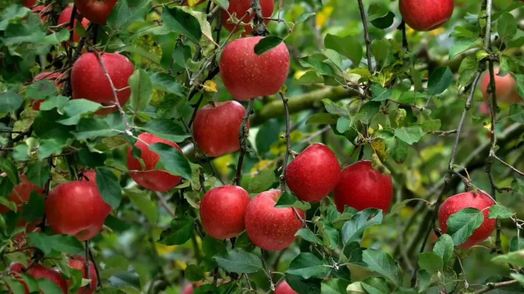 Top 10 Apple Produce Companies in Germany 2026