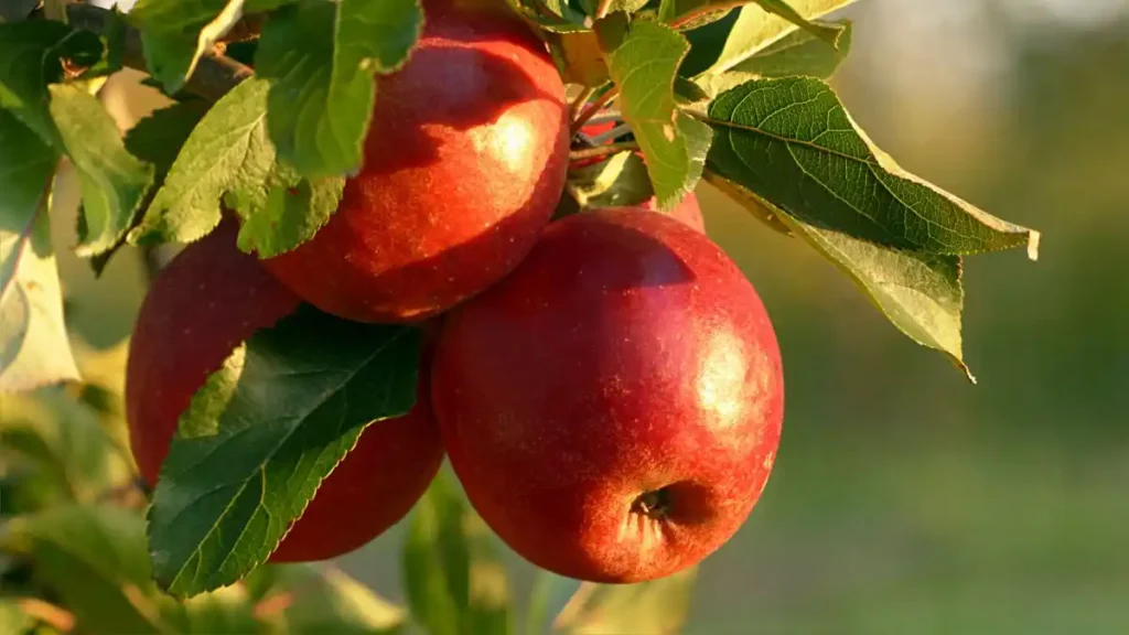 Top 10 Apple Produce Companies in Spain 2026