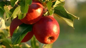 Top 10 Apple Produce Companies in Spain 2026