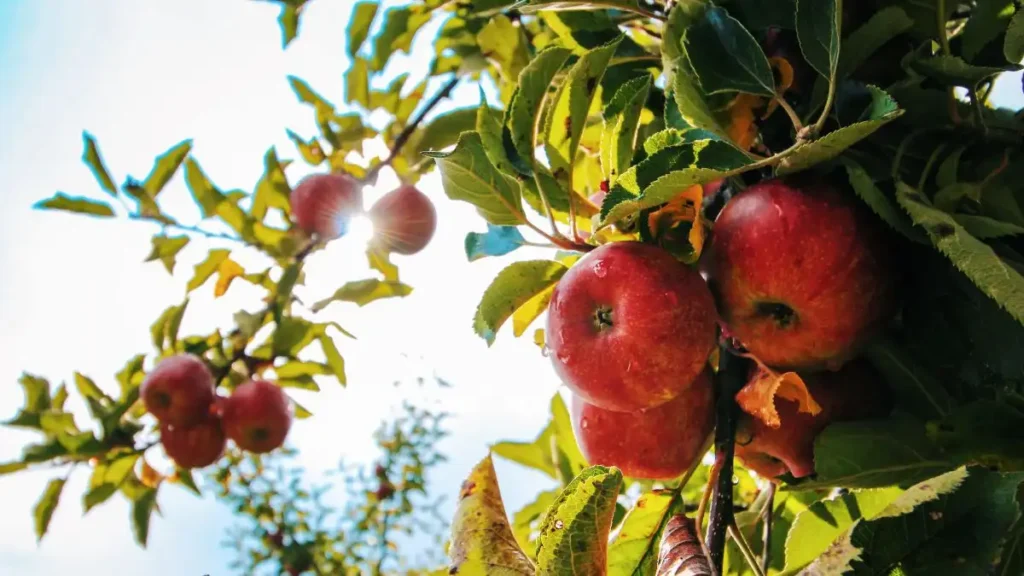Top 10 Apple Produce Companies in the Netherlands 2026