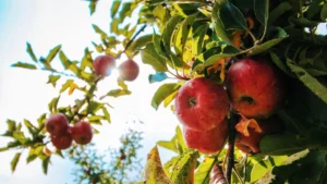 Top 10 Apple Produce Companies in the Netherlands 2026