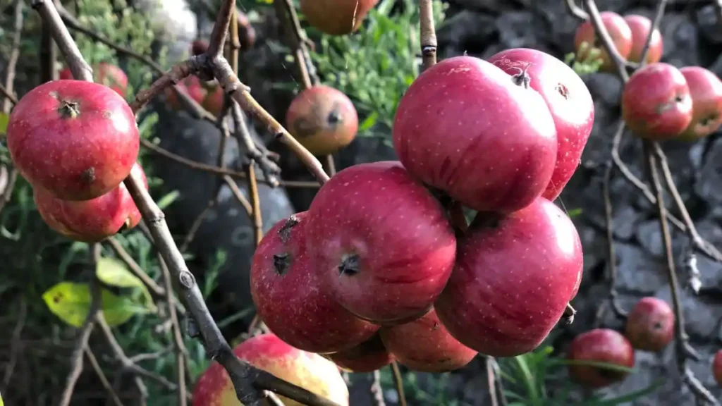 Top 10 Italian Apple Companies in 2026