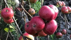 Top 10 Italian Apple Companies in 2026