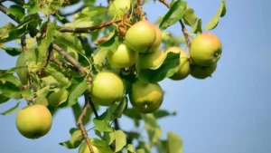 Top 5 Apple Produce Companies in Belgium 2026