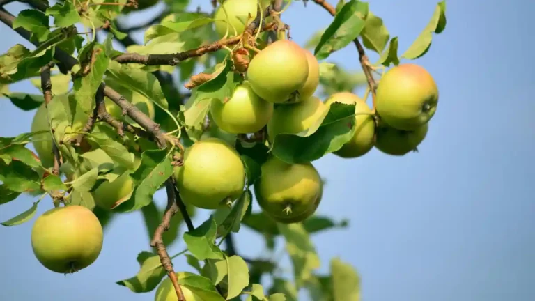 Top 5 Apple Produce Companies in Belgium 2026
