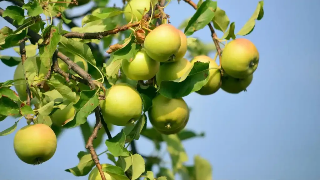 Top 5 Apple Produce Companies in Romania 2026