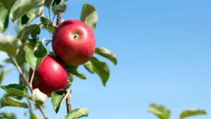 Top 5 Apple Produce Companies in the Czech Republic