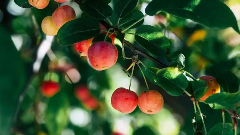Top 8 Apple Produce Companies in Austria in 2026