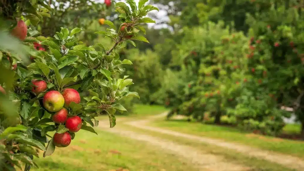 Top 8 Apple Produce Companies in Greece 2026