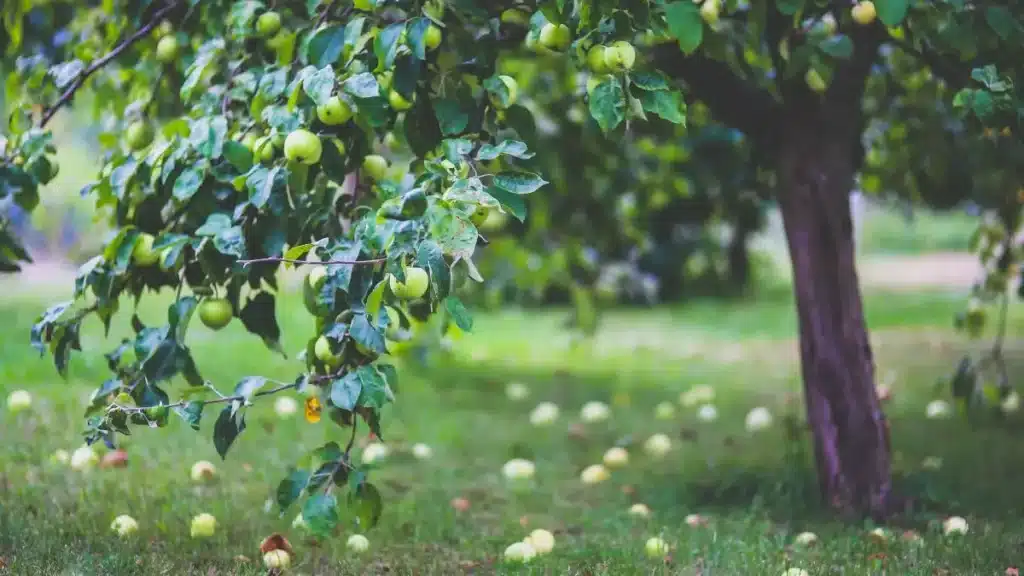 Top 8 Apple Produce Companies in Portugal 2026