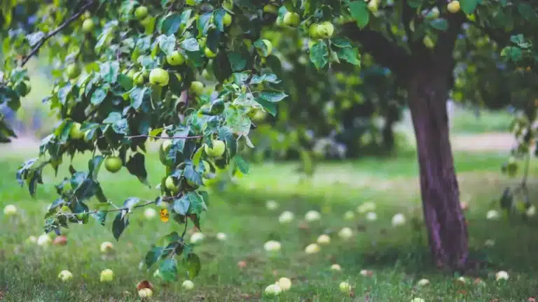 Top 8 Apple Produce Companies in Portugal 2026