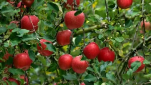 Top 8 Apple Produce Companies in Switzerland 2026