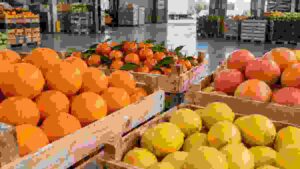 Citrus fruit prepared for European supermarket supply