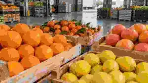 Citrus fruit prepared for European supermarket supply