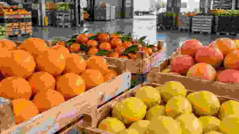 Citrus fruit prepared for European supermarket supply