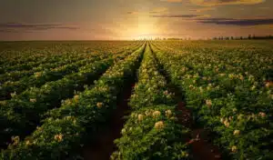Clarebout Potatoes frozen potato production in Belgium
