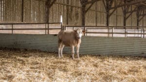 A light-brown calf standing on straw inside a cattle barn.