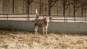 A light-brown calf standing on straw inside a cattle barn.