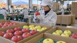 AI illustration of Japanese apple sorting and packing for supermarket buyers