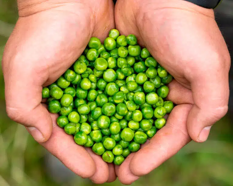 Shelled green peas held in two cupped hands.
