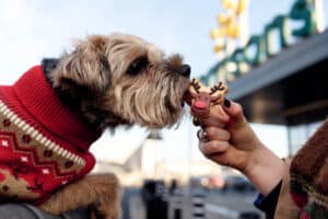 Dog in festive jumper eating a treat