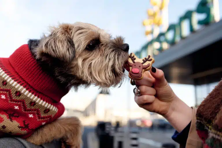 Dog in festive jumper eating a treat
